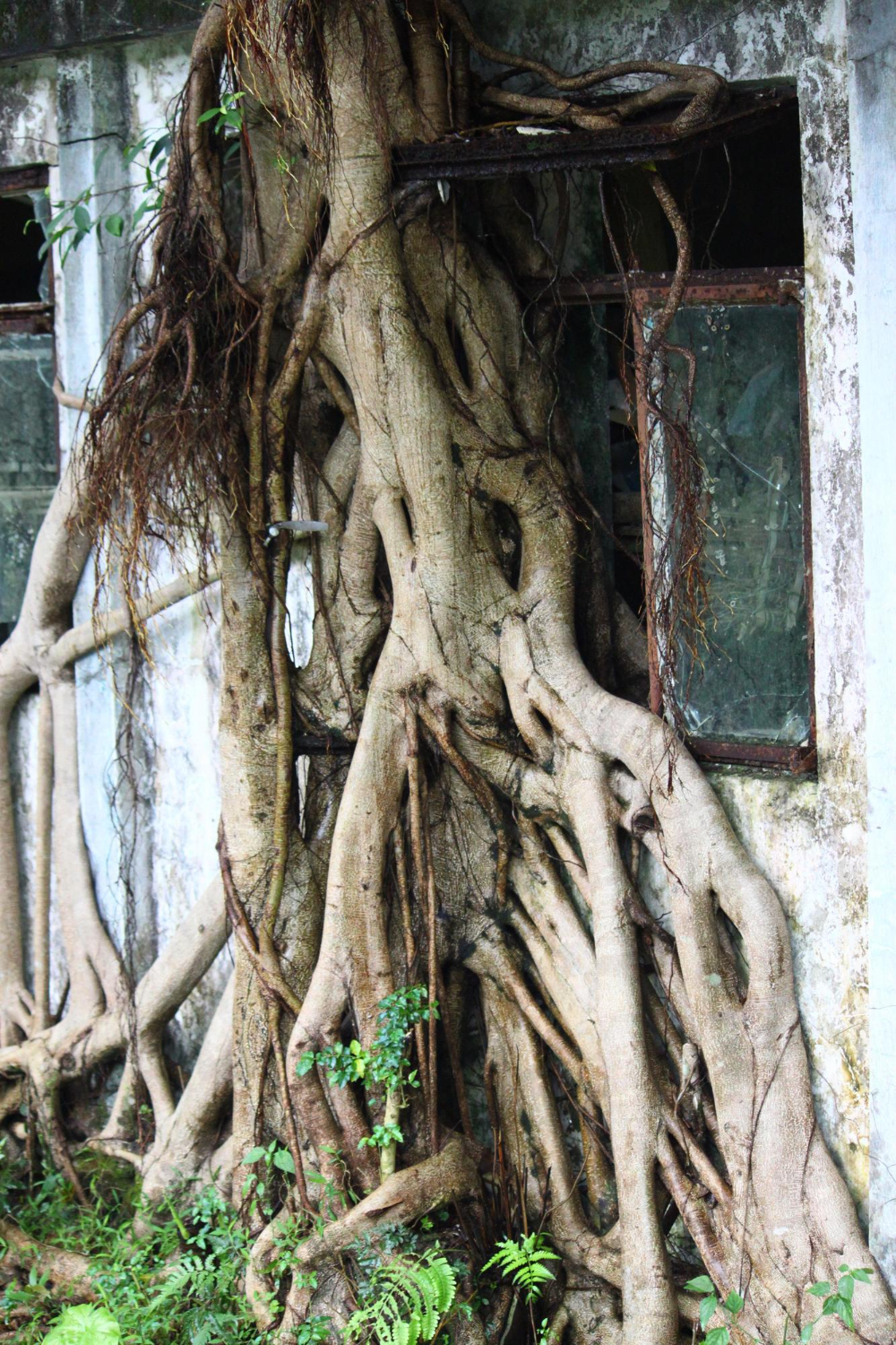Tree Roots and Residential Plumbing